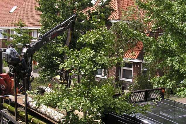 opladen van stammen van bomen wij hebben in een achtertuin in eindhoven een berkenboom en een notenboom gekapt. hovenierbedrijf